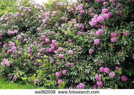 Azalea (Rhododendron arboreum) in Royal Botanic Gardens Kew in Richmond, London. England, UK View Large Photo Image Stock Photo - Azalea (Rhododendron arboreum) in Royal Botanic Gardens Kew in Richmond, London. England, UK. Fotosearch