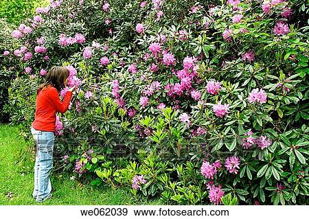 Azalea (Rhododendron arboreum) in Royal Botanic Gardens Kew in Richmond, London. England, UK View Large Photo Image Stock Photo - Azalea (Rhododendron arboreum) in Royal Botanic Gardens Kew in Richmond, London. England, UK. Fotosearch