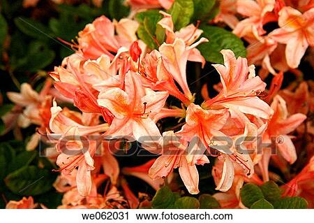 Stock Image - Azalea (Rhododendron hybr.? Antilope? ) in Royal Botanic Gardens Kew in Richmond, London. England, UK. Fotosearch