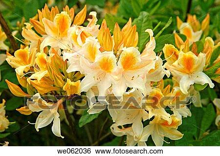 Azalea (Rhododendron hybr.? Bridesmaid? ) in Royal Botanic Gardens Kew in Richmond, London. England, UK View Large Photo Image Stock Photograph - Azalea (Rhododendron hybr.? Bridesmaid? ) in Royal Botanic Gardens Kew in Richmond, London. England, UK. Fotosearch