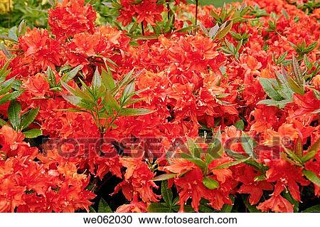 Azalea (Rhododendron hybr.? Hotspur red? ) in Royal Botanic Gardens Kew in Richmond, London. England, UK View Large Photo Image Stock Image - Azalea (Rhododendron hybr.? Hotspur red? ) in Royal Botanic Gardens Kew in Richmond, London. England, UK. Fotosearch
