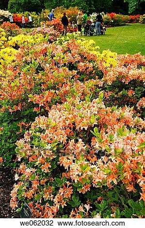 Azalea (Rhododendron hybr. ) in Royal Botanic Gardens Kew in Richmond, London. England, UK View Large Photo Image Stock Image - Azalea (Rhododendron hybr. ) in Royal Botanic Gardens Kew in Richmond, London. England, UK. Fotosearch
