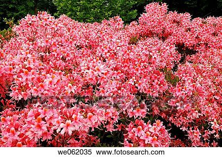 Azalea (Rhododendron hybr.? Pucella? ) in Royal Botanic Gardens Kew in Richmond, London. England, UK View Large Photo Image Stock Photography - Azalea (Rhododendron hybr.? Pucella? ) in Royal Botanic Gardens Kew in Richmond, London. England, UK. Fotosearch