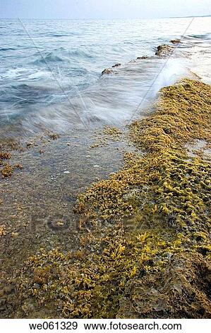 background, day, coastal, coast, alga View Large Photo Image Stock Photo - background, day, coastal, coast, alga. Fotosearch