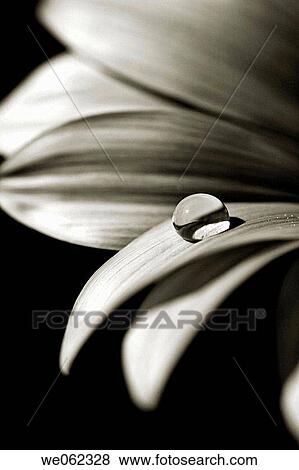 balance, beauty, black and white, Close-up, concept, detail View Large Photo Image Stock Photo - balance, beauty, black and white, Close-up, concept, detail. Fotosearch