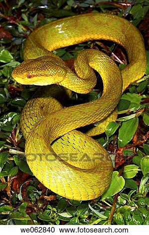 Bamboo pit Viper, Amboli, India View Large Photo Image Stock Image - Bamboo pit Viper, Amboli, India. Fotosearch