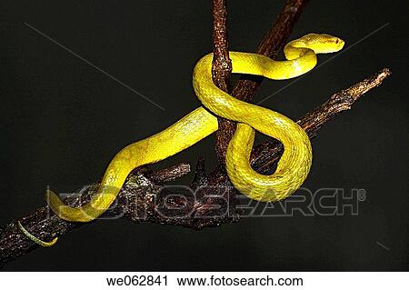 Bamboo pit Viper, Amboli, India View Large Photo Image Stock Image - Bamboo pit Viper, Amboli, India. Fotosearch