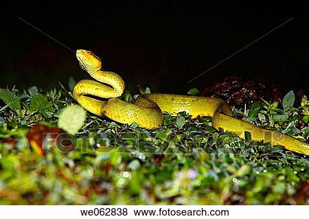 Bamboo pit Viper, Amboli, India View Large Photo Image Stock Photo - Bamboo pit Viper, Amboli, India. Fotosearch
