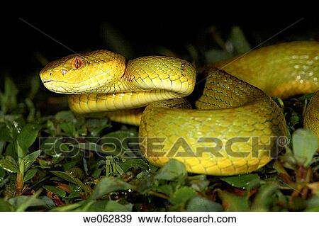 Bamboo pit Viper, Amboli, India View Large Photo Image Stock Photo - Bamboo pit Viper, Amboli, India. Fotosearch