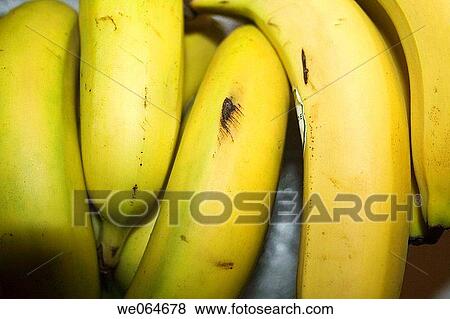 Bananas View Large Photo Image Stock Photo - Bananas. Fotosearch