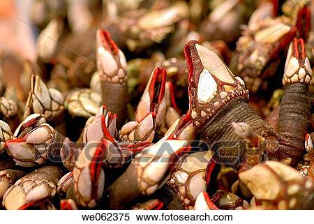 Barnacles at La Boqueria market, Barcelona. Catalonia, Spain View Large Photo Image Stock Photography - Barnacles at La Boqueria market, Barcelona. Catalonia, Spain. Fotosearch
