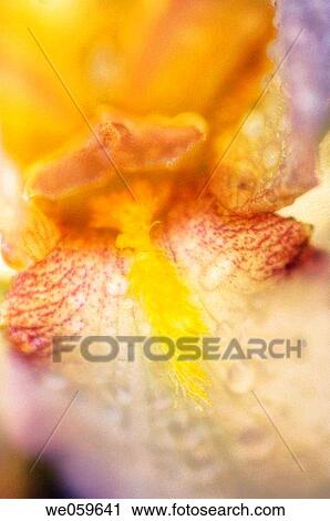 Bearded Iris. Iris germanica. May 2006, Maryland, USA View Large Photo Image Stock Image - Bearded Iris. Iris germanica. May 2006, Maryland, USA. Fotosearch