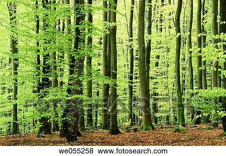 Beech tree (Fagus sylvatica) forest in spring. Bavaria, Germany View Large Photo Image Stock Photo - Beech tree (Fagus sylvatica) forest in spring. Bavaria, Germany. Fotosearch
