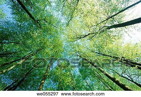 Beech tree (Fagus sylvatica) forest from the ground. Bavaria, Germany View Large Photo Image Stock Photo - Beech tree (Fagus sylvatica) forest from the ground. Bavaria, Germany. Fotosearch