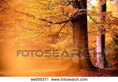 Stock Image - Beech tree (Fagus sylvatica) in autumn. Bavaria, Germany. Fotosearch