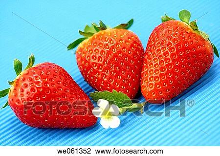 biological, appetizing, berry, beneficial, basic, antioxidant View Large Photo Image Stock Image - biological, appetizing, berry, beneficial, basic, antioxidant. Fotosearch