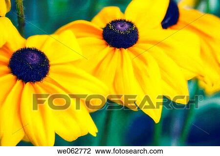 Stock Image - Black Eyed Susan. Rudbeckia hirta. July 2006, Maryland, USA. Fotosearch