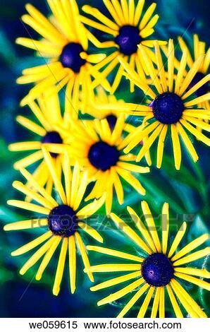 Black Eyed Susan. Rudbeckia hirta. August 2006, Maryland, USA View Large Photo Image Stock Photography - Black Eyed Susan. Rudbeckia hirta. August 2006, Maryland, USA. Fotosearch