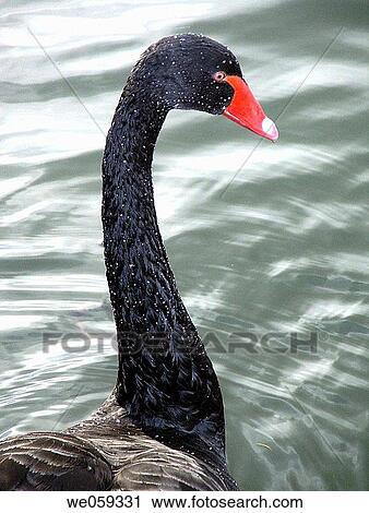 Black swan View Large Photo Image Stock Image - Black swan. Fotosearch