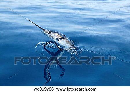 blue, fauna, day, broadbill, animal View Large Photo Image Stock Photograph - blue, fauna, day, broadbill, animal. Fotosearch