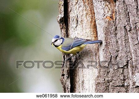 Blue Tit (Parus caeruleus) View Large Photo Image Stock Photo - Blue Tit (Parus caeruleus). Fotosearch