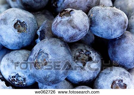 Blueberries View Large Photo Image Stock Photograph - Blueberries. Fotosearch