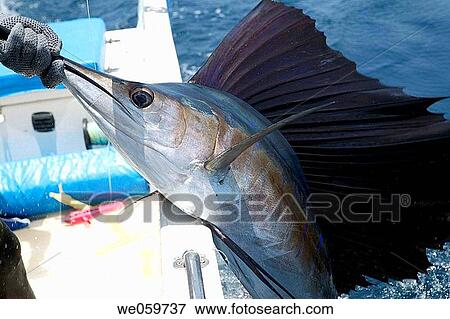 Stock Photo - boat, cut, contemporary, broadbill, anonymous. Fotosearch