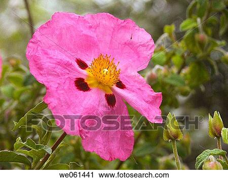 botany, Close-up, day, delicate, flower View Large Photo Image Stock Image - botany, Close-up, day, delicate, flower. Fotosearch