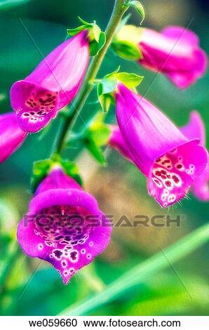 Bright pink Foxglove. Digitalis purpurea. October 2006, Maryland, USA View Large Photo Image Stock Image - Bright pink Foxglove. Digitalis purpurea. October 2006, Maryland, USA. Fotosearch