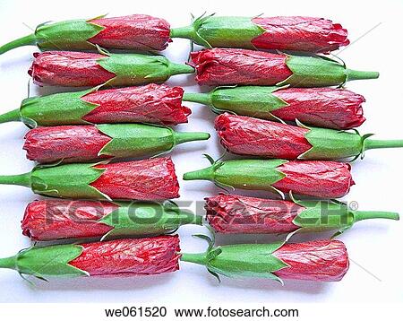 Stock Image - Buds of Red Hibiscus rosa_sinensis flower.. Fotosearch