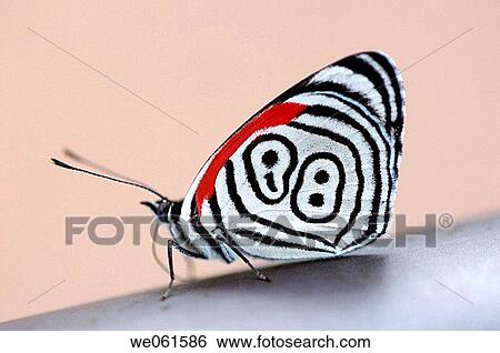 Butterfly, Iguazu Falls. Brazil / Argentina border View Large Photo Image Stock Photograph - Butterfly, Iguazu Falls. Brazil / Argentina border. Fotosearch