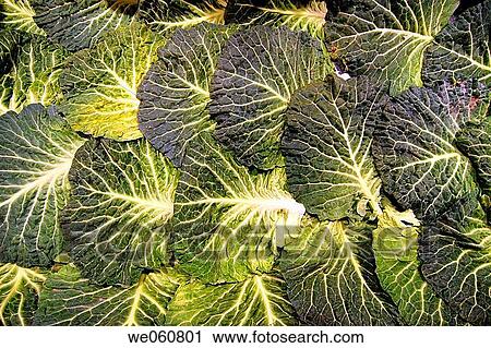 Stock Image - Cabbage leaves. La Boquer? a market. Barcelona. Spain.. Fotosearch