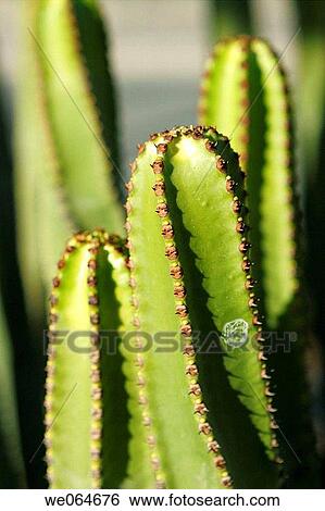 Cactus. Las Palmas de Gran Canaria, Canary Islands, Spain View Large Photo Image Stock Photograph - Cactus. Las Palmas de Gran Canaria, Canary Islands, Spain. Fotosearch
