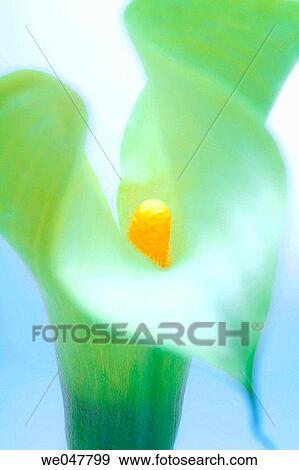 Calla Lily View Large Photo Image Stock Photo - Calla Lily. Fotosearch