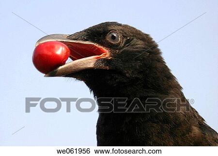 Carrion Crow (Corvus corone) View Large Photo Image Stock Photograph - Carrion Crow (Corvus corone). Fotosearch