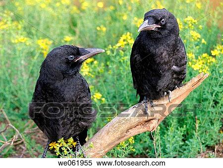 Carrion Crow (Corvus corone) View Large Photo Image Stock Photography - Carrion Crow (Corvus corone). Fotosearch