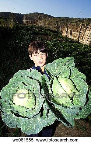 carry, big, cabbage, boy, black hair, agriculture View Large Photo Image Stock Photography - carry, big, cabbage, boy, black hair, agriculture. Fotosearch