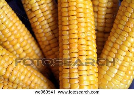 cereals, Close-up, cob, Corn, corncob View Large Photo Image Stock Image - cereals, Close-up, cob, Corn, corncob. Fotosearch