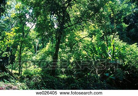 Chiapas, Mexico View Large Photo Image Stock Photography - Chiapas, Mexico. Fotosearch