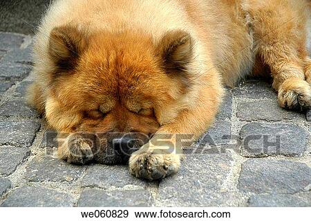 chilling out, contemporary, Close-up, chow-chow, animal View Large Photo Image Stock Photo - chilling out, contemporary, Close-up, chow-chow, animal. Fotosearch