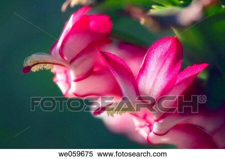 Christmas cactus. Schlumbergera bridgessii. December 2006. Maryland, USA. View Large Photo Image Stock Photography - Christmas cactus. Schlumbergera bridgessii. December 2006. Maryland, USA.. Fotosearch