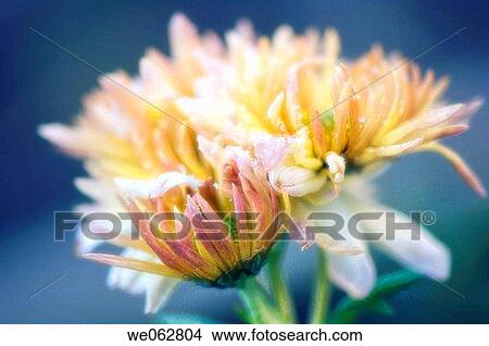 Chrysanthemum Flowers Covered with Frost. Dendranthema grandiflora. May 2006, Maryland, USA View Large Photo Image Picture - Chrysanthemum Flowers Covered with Frost. Dendranthema grandiflora. May 2006, Maryland, USA. Fotosearch