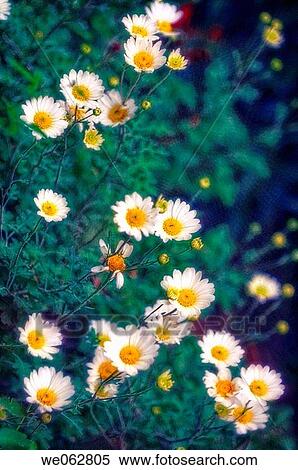 Chrysanthemum. November 2006, Maryland, USA View Large Photo Image Stock Photography - Chrysanthemum. November 2006, Maryland, USA. Fotosearch