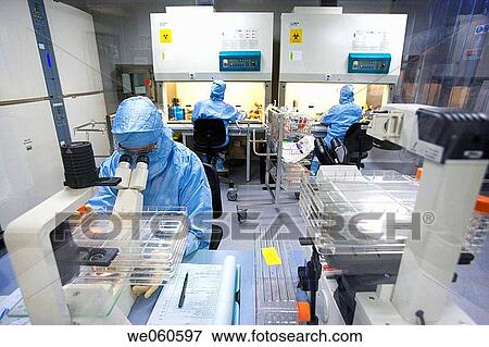 Stock Photo - Clean room, looking through the microscope and preparing DMEM (Dulbeco's Modified Eagle's Medium), biopharmaceutical lab, development and production of innovative drugs using adult stem cells, Cellerix, Grupo Genetrix, Madrid. Fotosearch
