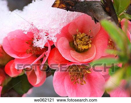 Close-up, cold, coldness, day, delicate View Large Photo Image Stock Image - Close-up, cold, coldness, day, delicate. Fotosearch