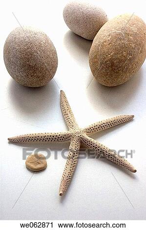 Close-up, concept, decoration, fauna, fossil View Large Photo Image Stock Image - Close-up, concept, decoration, fauna, fossil. Fotosearch