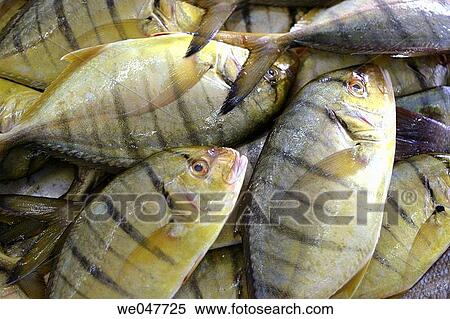 Close-up, cuisine, fish, food, fresh View Large Photo Image Stock Photography - Close-up, cuisine, fish, food, fresh. Fotosearch