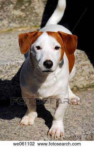 Close-up, dog, day, contemporary, animal View Large Photo Image Stock Image - Close-up, dog, day, contemporary, animal. Fotosearch