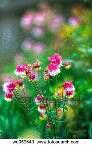 Stock Image - Columbine. Aquilegia formosa. April 2006, Maryland, USA. Fotosearch