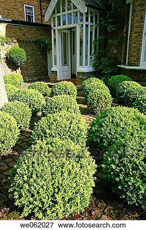 Stock Photo - Common box (Buxus sempervirens) in garden, Kew Gardens, Richmond, London. England, UK. Fotosearch